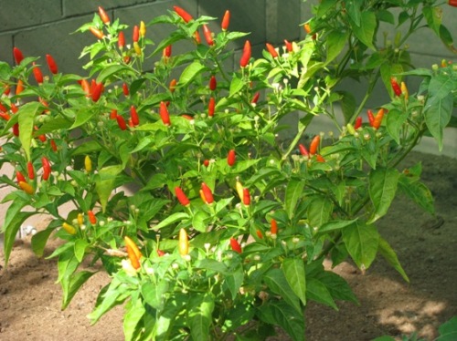 pepper plant.JPG